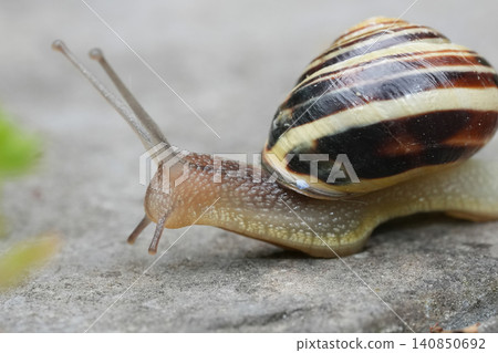 Closeup on a slimy European lemon snail, Cepaea nemoralis gliding on a stone Closeup on a slimy European lemon snail, Cepaea nemoralis gliding on a stone 140850692