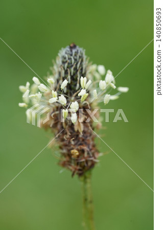 Detailed closeup on the flower of a narrowleaf or Ribwort plantain, Plantago lanceolata Detailed closeup on the flower of a narrowleaf or Ribwort plantain, Plantago lanceolata 140850693