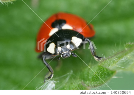 Facial closeup on a seven-spot ladybird, Cocinella septempuncata in the garden Facial closeup on a seven-spot ladybird, Cocinella septempuncata in the garden 140850694