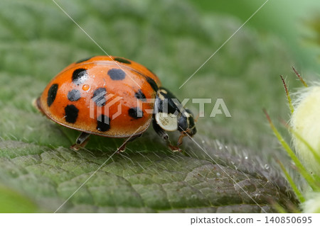 Closeup on the Asian lady beetle, Harmonia axyridis on a green leaf Closeup on the Asian lady beetle, Harmonia axyridis on a green leaf 140850695
