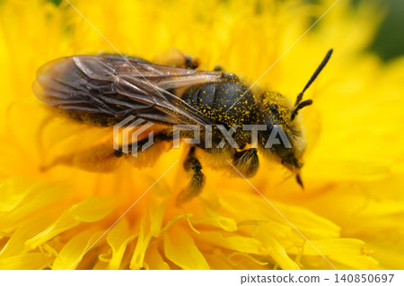 Closeup on a female buff-tailed mining bee , Andrena humilis on a yellow dandelion flower Closeup on a female buff-tailed mining bee , Andrena humilis on a yellow dandelion flower 140850697