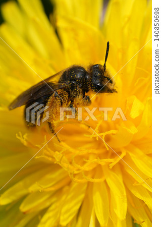 Vertical closeup on a female buff-tailed mining bee , Andrena humilis on a yellow dandelion flower Vertical closeup on a female buff-tailed mining bee , Andrena humilis on a yellow dandelion flower 140850698