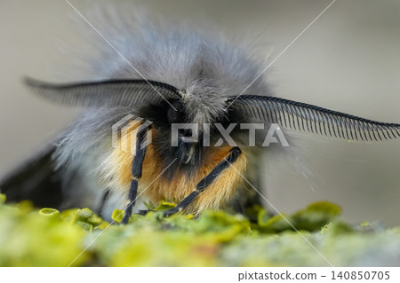 Facial closeup on a muslin moth Diaphora mendica with spread antenna Facial closeup on a muslin moth Diaphora mendica with spread antenna 140850705