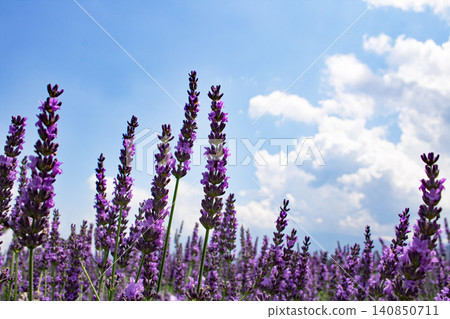 Blue sky and lavender fields Blue sky and lavender fields 140850711