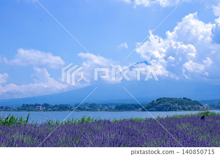 白雲和藍色的富士山隔著薰衣草田若隱若現。 140850715
