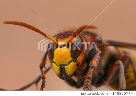 Closeup on a colorful red European hornet , Vespa crabro on a piece of wood Closeup on a colorful red European hornet , Vespa crabro on a piece of wood 140850774