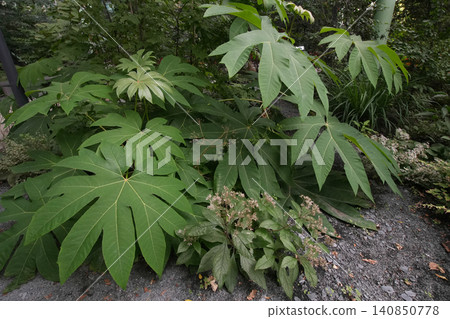 Closeup on the large lush green foliage of the Chinese rice paper plant, Tetrapanax papyrifer 140850778