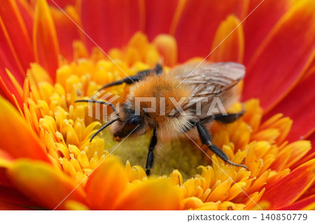 Closeup on worker Common brown banded bumblebee, Bombus pascuorum on vibrant orange Gerbera flower Closeup on worker Common brown banded bumblebee, Bombus pascuorum on vibrant orange Gerbera flower 140850779