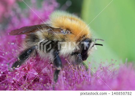 Closeup on a Brown banded bumblebee , Bombus pascuorum resting on a purple flower Closeup on a Brown banded bumblebee , Bombus pascuorum resting on a purple flower 140850782