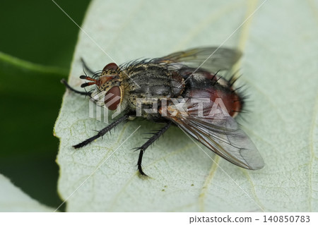 Detailed closeup on a large European bristle fly, Peleteria iavana sitting on a green leaf in the garden Detailed closeup on a large European bristle fly, Peleteria iavana sitting on a green leaf in the garden 140850783