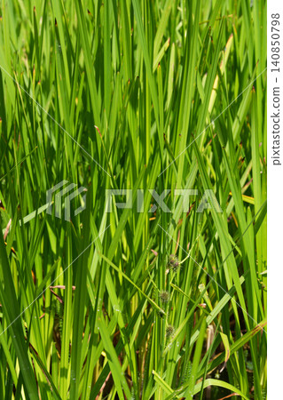 Vibrant emerald green tall grass and reeds create a lush natural background texture, bathed in bright sunlight Vibrant emerald green tall grass and reeds create a lush natural background texture, bathed in bright sunlight 140850798