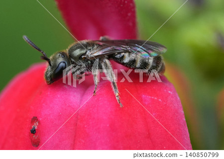 Closeup on vibrant metallic green female White-footed Furrow Bee Lasioglossum leucopus on red Sage , Salvia microphylla flower Closeup on vibrant metallic green female White-footed Furrow Bee Lasioglossum leucopus on red Sage , Salvia microphylla flower 140850799