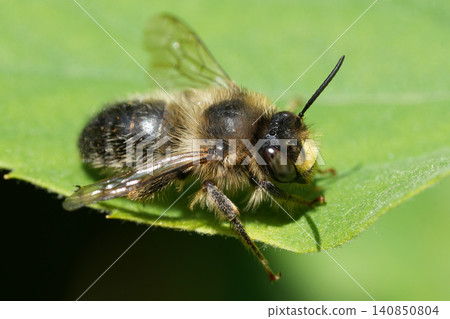 Closeup on a male Fork-tailed flower bee, Anthophora furcata a specialist on Stachys flowers resting Closeup on a male Fork-tailed flower bee, Anthophora furcata a specialist on Stachys flowers resting 140850804