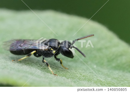 Closeup on a male small masked bee, Hylaeus pictipesresting on a leaf in the garden Closeup on a male small masked bee, Hylaeus pictipesresting on a leaf in the garden 140850805
