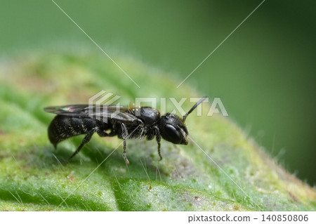 Extreme closeup on a small scissor bee, Chelostoma campanularum resting on a green leaf Extreme closeup on a small scissor bee, Chelostoma campanularum resting on a green leaf 140850806