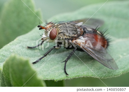Detailed closeup on a large European bristle fly, Peleteria iavana sitting on a green leaf in the garden Detailed closeup on a large European bristle fly, Peleteria iavana sitting on a green leaf in the garden 140850807