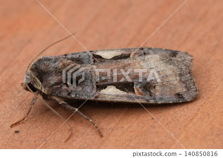 Closeup on a European Setaceous Hebrew Character owlet moth, Xestia c-nigrum Closeup on a European Setaceous Hebrew Character owlet moth, Xestia c-nigrum 140850816