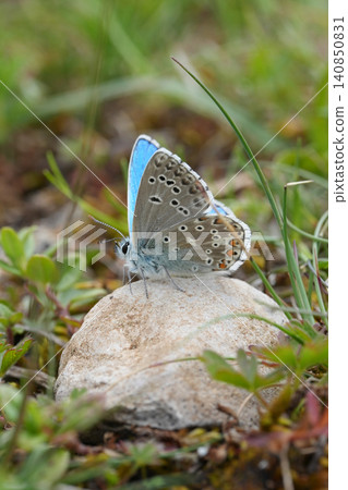 Closeup on a fresh emerged vibrant blue Adonis blue butterfly, Lysandra bellargus sitting on a stone Closeup on a fresh emerged vibrant blue Adonis blue butterfly, Lysandra bellargus sitting on a stone 140850831