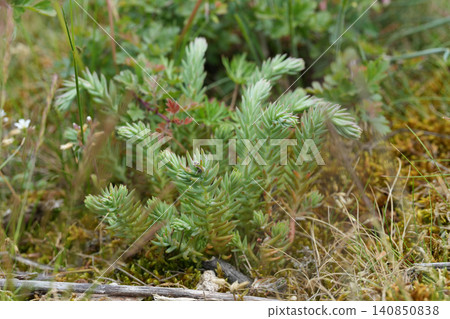 Closeup on a green succulent reflexed stonecrop, Sedum rupestre Closeup on a green succulent reflexed stonecrop, Sedum rupestre 140850838