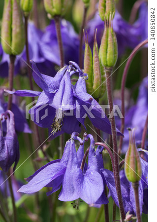Closeup on a vibrant blue flowering Common columbine ildflower, Aquilegia vulgaris Closeup on a vibrant blue flowering Common columbine ildflower, Aquilegia vulgaris 140850842