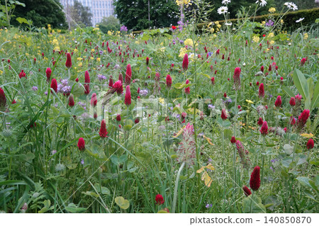 Vibrant Red Clover Blossoms and Wildflowers Bloom in a Lush Green Meadow Under a Soft, Natural Light Condition Vibrant Red Clover Blossoms and Wildflowers Bloom in a Lush Green Meadow Under a Soft, Natural Light Condition 140850870
