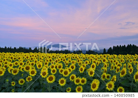 Tsunan Town's Blooming Sunflower Field Tsunan Town's Blooming Sunflower Field 140850985