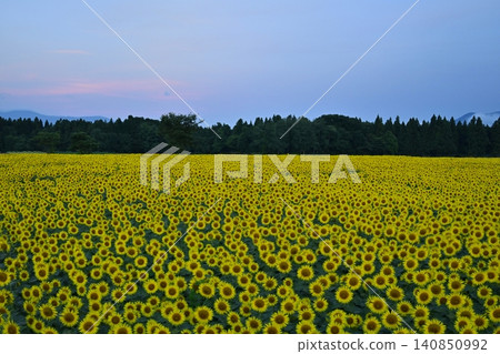 Tsunan Town's Blooming Sunflower Field Tsunan Town's Blooming Sunflower Field 140850992