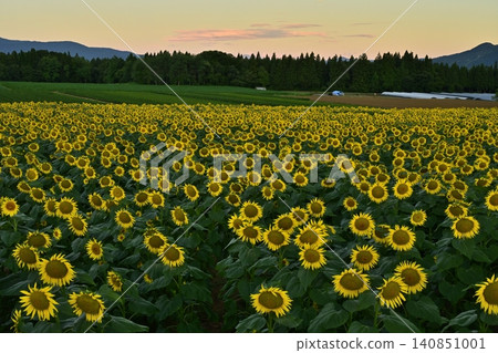 Tsunan Town's Blooming Sunflower Field Tsunan Town's Blooming Sunflower Field 140851001