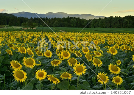 Tsunan Town's Blooming Sunflower Field Tsunan Town's Blooming Sunflower Field 140851007
