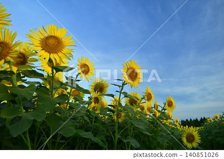 Tsunan Town's Blooming Sunflower Field Tsunan Town's Blooming Sunflower Field 140851026