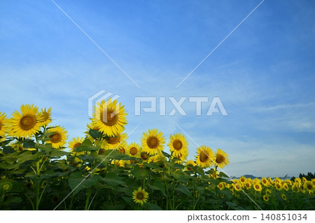 Tsunan Town's Blooming Sunflower Field Tsunan Town's Blooming Sunflower Field 140851034