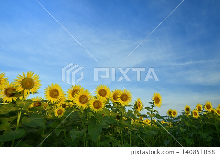 Tsunan Town's Blooming Sunflower Field Tsunan Town's Blooming Sunflower Field 140851038