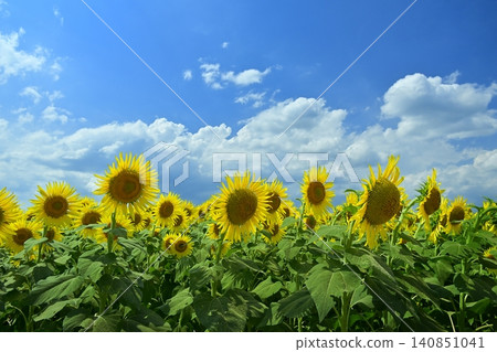 Tsunan Town's Blooming Sunflower Field Tsunan Town's Blooming Sunflower Field 140851041