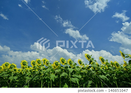 Tsunan Town's Blooming Sunflower Field Tsunan Town's Blooming Sunflower Field 140851047