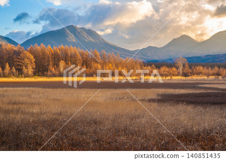 Autumn foliage in the larch forest of Odashirogahara, Oku-Nikko. Autumn foliage in the larch forest of Odashirogahara, Oku-Nikko. 140851435