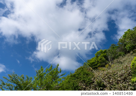 美麗的天空和鬱鬱蔥蔥的森林 美麗的天空和鬱鬱蔥蔥的森林 140851480