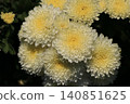 重瓣小菊花 140851625