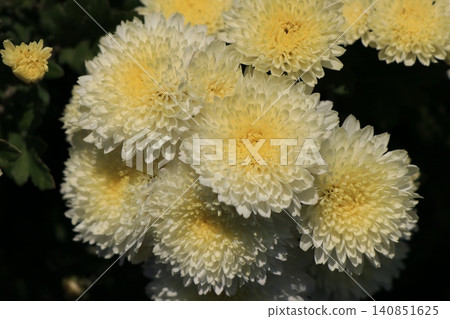 Double small chrysanthemum flower Double small chrysanthemum flower 140851625
