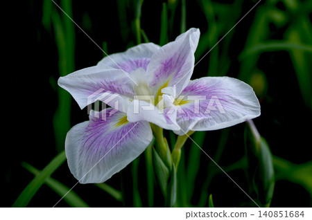 Iris Iris 140851684