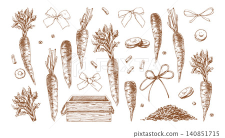 Hand drawn ink illustration of carrot set. Organic vegetable collection in engraving style. Roots, slices, and wooden crate for farm produce store, culinary design, and food menu. Hand drawn ink illustration of carrot set. Organic vegetable collection in engraving style. Roots, slices, and wooden crate for farm produce store, culinary design, and food menu. 140851715
