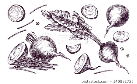 Hand drawn beet set in vintage engraving style. Fresh organic vegetable with leaves, sliced beet, beetroot pieces and julienne stripes. Healthy food ingredient for culinary design. Hand drawn beet set in vintage engraving style. Fresh organic vegetable with leaves, sliced beet, beetroot pieces and julienne stripes. Healthy food ingredient for culinary design. 140851725