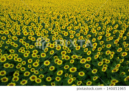 Tsunan Town's Blooming Sunflower Field Tsunan Town's Blooming Sunflower Field 140851965