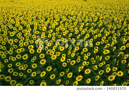 Tsunan Town's Blooming Sunflower Field Tsunan Town's Blooming Sunflower Field 140851970
