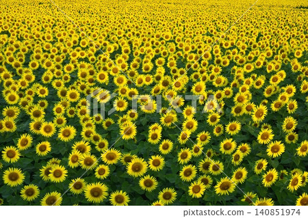 津南鎮盛開的向日葵花田 津南鎮盛開的向日葵花田 140851974
