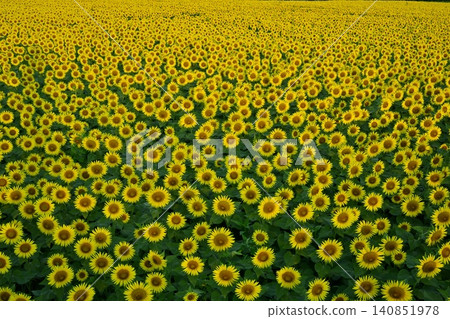 Tsunan Town's Blooming Sunflower Field Tsunan Town's Blooming Sunflower Field 140851978