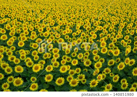 Tsunan Town's Blooming Sunflower Field Tsunan Town's Blooming Sunflower Field 140851980