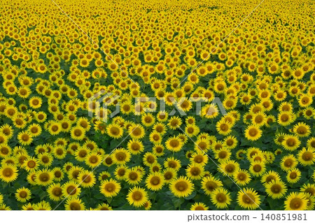 Tsunan Town's Blooming Sunflower Field Tsunan Town's Blooming Sunflower Field 140851981