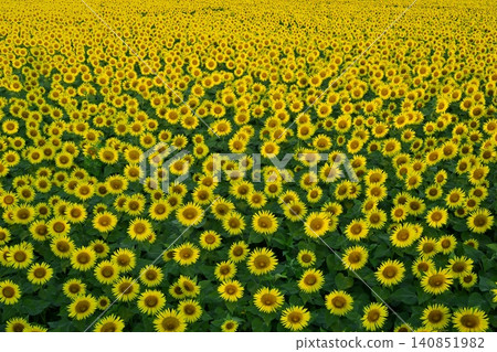 津南鎮盛開的向日葵花田 140851982
