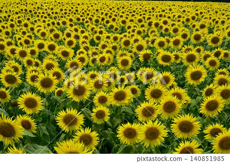 Tsunan Town's Blooming Sunflower Field 140851985