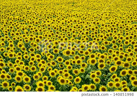 Tsunan Town's Blooming Sunflower Field Tsunan Town's Blooming Sunflower Field 140851998